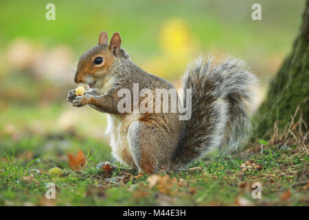 Grey Squirrel (Sciurus carolinensis), England Stock Photo