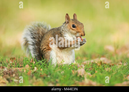 Grey Squirrel(Sciurus carolinensis), England Stock Photo