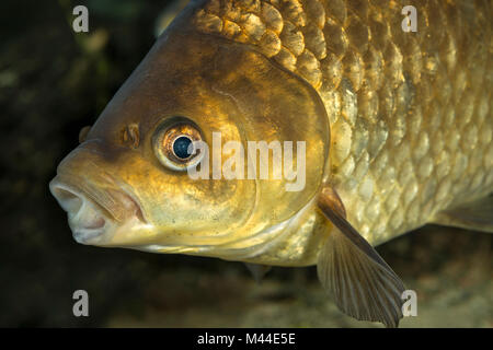 Prussian Carp, Gibel Carp (Carassius gibelio). Portrait of adult under water. Germany Stock Photo