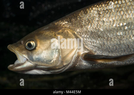 Asp (Aspius aspius). Portrait of adult under water. Germany Stock Photo