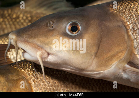 Common Barbel (Barbus barbus). Portrait of adult under water. Germany Stock Photo