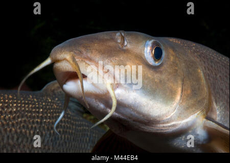 Common Barbel (Barbus barbus). Portrait of adult under water. Germany Stock Photo