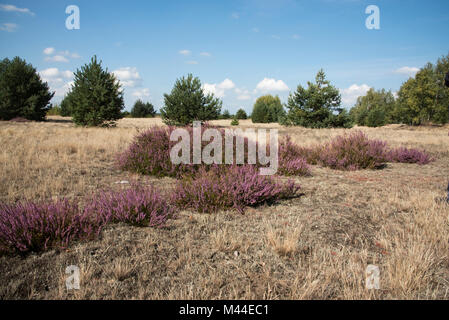 Flowering heather and Scots pine in Wilderness Lieberose Heath. This open landscape was used as a military training area. Stock Photo