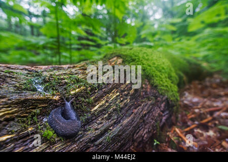 Black Keel Back Slug (Limax cinereoniger), the largest European land slug, on an oak tree trunk. Germany Stock Photo