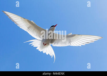 Arctic Tern (Sterna paradisaea), adult in flight. Germany Stock Photo