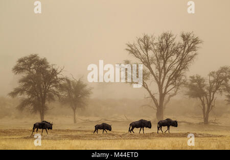 Blue Wildebeest (Connochaetes taurinus). Four individuals roaming in a sandstorm in the dry Nossob riverbed with camelthorn trees (Acacia erioloba) in background. Kalahari Desert, Kgalagadi Transfrontier Park, South Africa Stock Photo