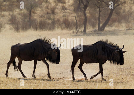 Blue Wildebeest (Connochaetes taurinus). Tw individuals roaming in the dry riverbed of the Auob river. Kalahari Desert, Kgalagadi Transfrontier Park, South Africa Stock Photo