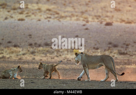 African Lion (Panthera leo). Female with two playful cubs in the light of the early morning. Kalahari Desert, Kgalagadi Transfrontier Park, South Africa. Stock Photo
