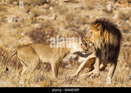 African Lion (Panthera leo). Female in heat and black-maned Kalahari male at their first encounter. The male is scared of the initially aggressive behaviour of the female. Kalahari Desert, Kgalagadi Transfrontier Park, South Africa. Stock Photo