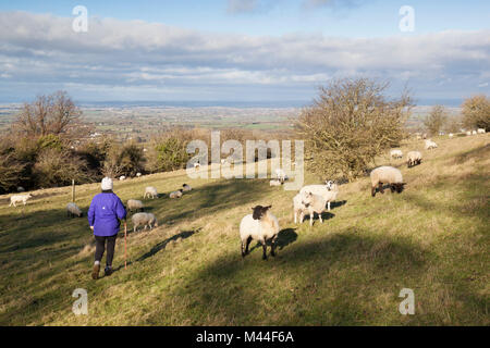 Walker on footpath in field with sheep above Broadway village and view over Vale of Evesham, Broadway, The Cotswolds, Worcestershire, United Kingdom