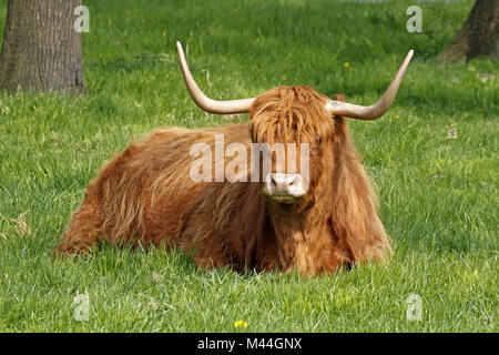 Highland Cattle, Kyloe - Beef cattle with long horns Stock Photo