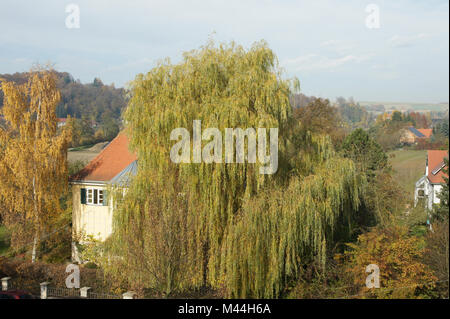 Salix alba Tristis, Trauerweide, weeping willow Stock Photo