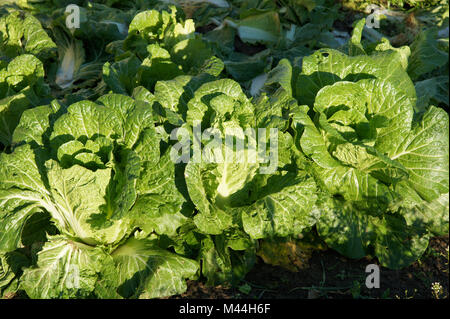 Brassica rapa ssp. pekinensis, Chinakohl, napa cabbage Stock Photo