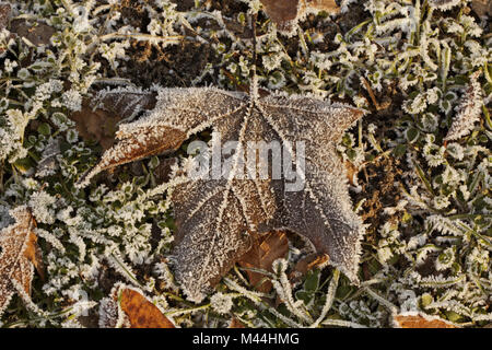 Norway maple, Acer, Frost-covered leaf in winter Stock Photo