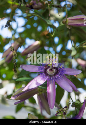 Passionvine flower closeup Passiflora Incarnata. Stock Photo