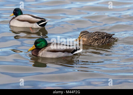 Three Mallard ducks (Anas platyrhynchos)  two drakes and a hen swimming together. Stock Photo