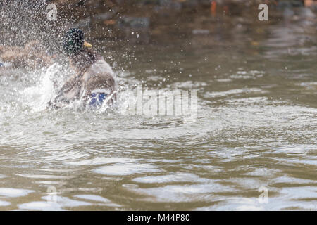 Male Mallard (Anas platyrhynchos) splashing in water. Stock Photo