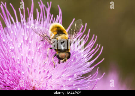 Volucella bombylans, Hoverfly on Cirsium vulgare Stock Photo