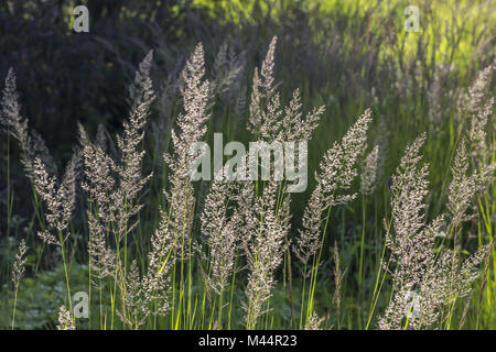 Trisetum flavescens, Golden oat grass, Yellow oat Stock Photo