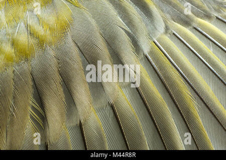 Delicate details of primary and secondary wing feathers from an European Greenfinch adult showing how feather barbs lock together to allow flight Stock Photo