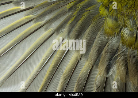 Delicate details of primary and secondary wing feathers from an European Greenfinch adult showing how feather barbs lock together to allow flight Stock Photo