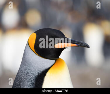 Close up of the head and chest of adult king penguin with dramatic black, yellow, gold and orange feathers on the head and neck. Stock Photo