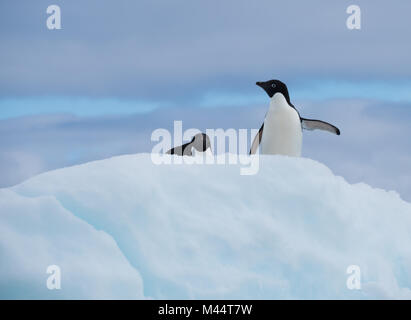 Two Adelie penguins on a snow covered iceberg with one standing while looking left and the other on its belly facing forward. Clouds are above. Stock Photo