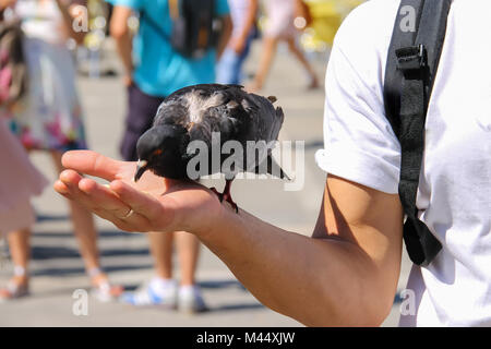 Pigeon pecks food from hand on famous St. Mark's Square in Venice, Italy Stock Photo