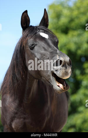 Arabian Horse. Portrait of black gelding, yawning. Germany Stock Photo