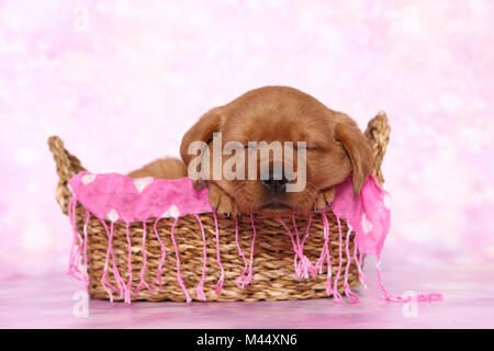 Labrador Retriever. Puppy (6 weeks old) sleeping in a basket. Studio picture seen against a pink background. Germany Stock Photo