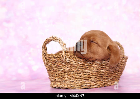 Labrador Retriever. Puppy (6 weeks old) sleeping in a basket. Studio picture seen against a pink background. Germany Stock Photo