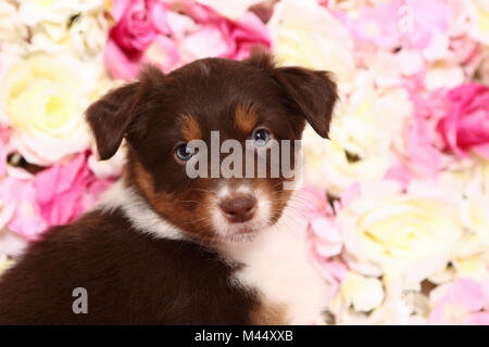 Australian Shepherd. Puppy (6 weeks old) sitting among rose flowers, portrait. Studio picture. Germany Stock Photo