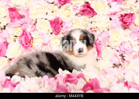 Australian Shepherd. Puppy (6 weeks old) lying among rose flowers. Studio picture. Germany