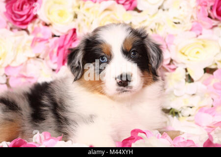 Australian Shepherd. Puppy (6 weeks old) lying among rose flowers. Studio picture. Germany