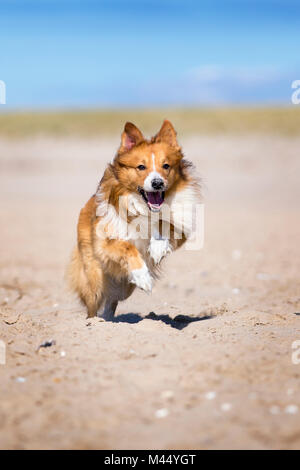 Corgi cross collie fashion