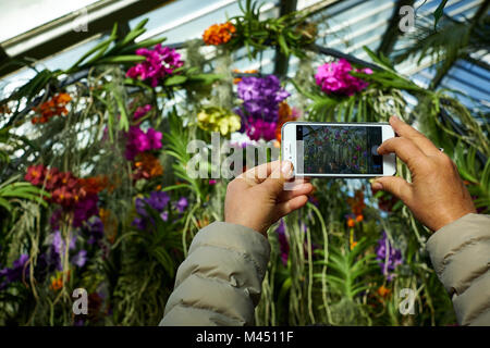 London / UK - February 11th 2018: A person uses a smartphone to photograph an arch of colourful orchids in a greenhouse at Kew Gardens, London Stock Photo