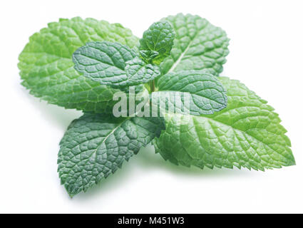 Perfect spearmint or mint isolated on white background. Stock Photo