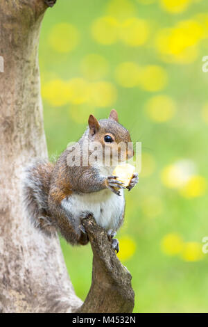 Close up of cute, wild UK grey squirrel (Sciurus carolinensis) isolated in tree, perching on branch eating apple in summer sunshine, UK garden. Stock Photo