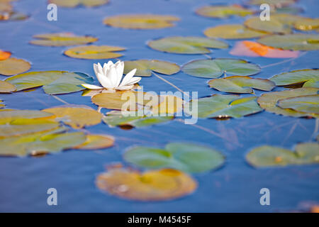 close up of waterlily, Traigh Mhor, North Tolsta, Isle of Lewis, western scotland,United Kingdom Stock Photo