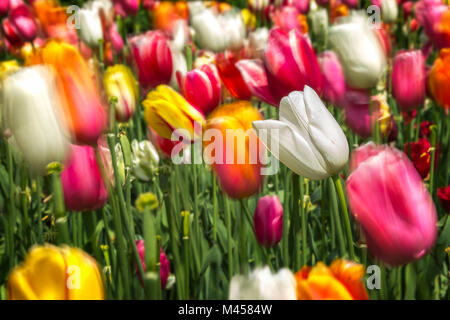 The wind moves multicolored tulips and one of them remains stationary, Verona province, Veneto, Italy, Europe Stock Photo