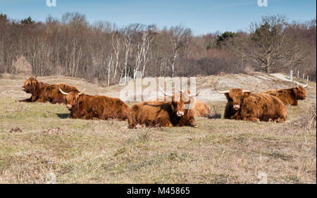 galloways in nature in holland ,this animals walking in the wild in the dutch dunes to get the environment natural Stock Photo