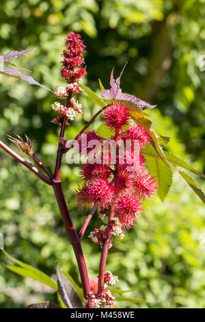 Castor Oil Plant or Palm of Christ (Ricinus communis), seed head Stock ...