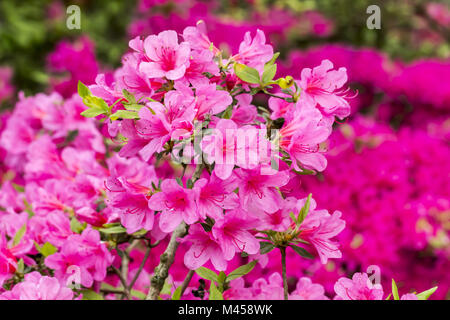 Rhododendron japonicum, Madame van Hecke, Azalea Stock Photo