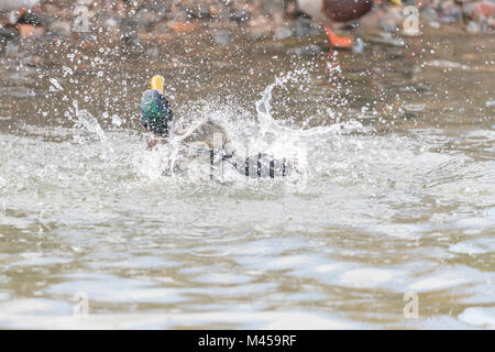 Male mallard (Anas platyrhynchos) splashing in the water with lots of spray. Stock Photo