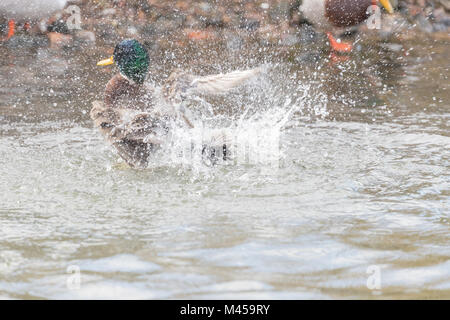 Male mallard (Anas platyrhynchos) splashing in the water with lots of spray. Stock Photo