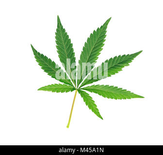 Cannabis leaf, marijuana isolated over white background Stock Photo