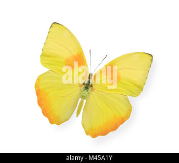 Yellow butterfly isolated on white Stock Photo