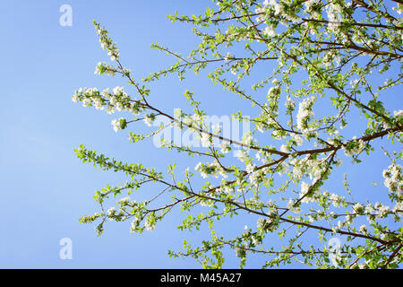 Spring blooming apricot tree flowers against blue sky Stock Photo