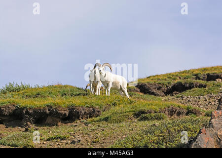 Dall Sheep on Remote Ridge in Denali National Park in Alaska Stock Photo