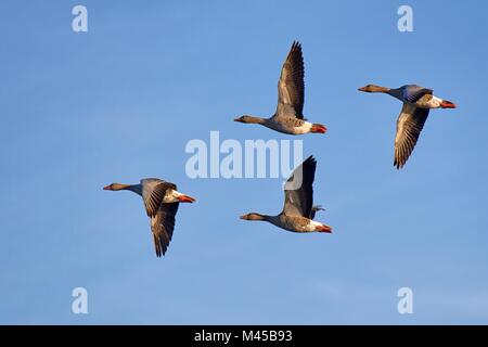 geyleg goose in flight Stock Photo